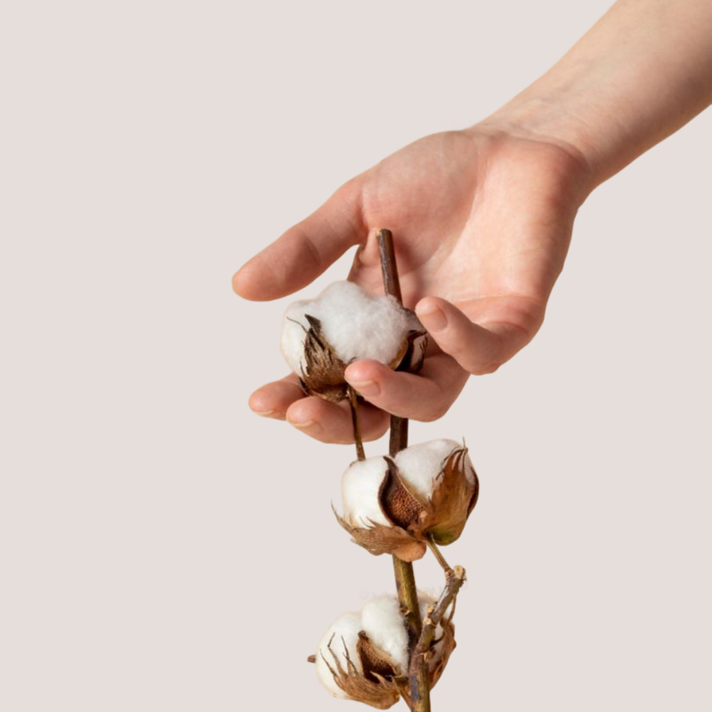 Hand holding a branch of cotton with a plain background