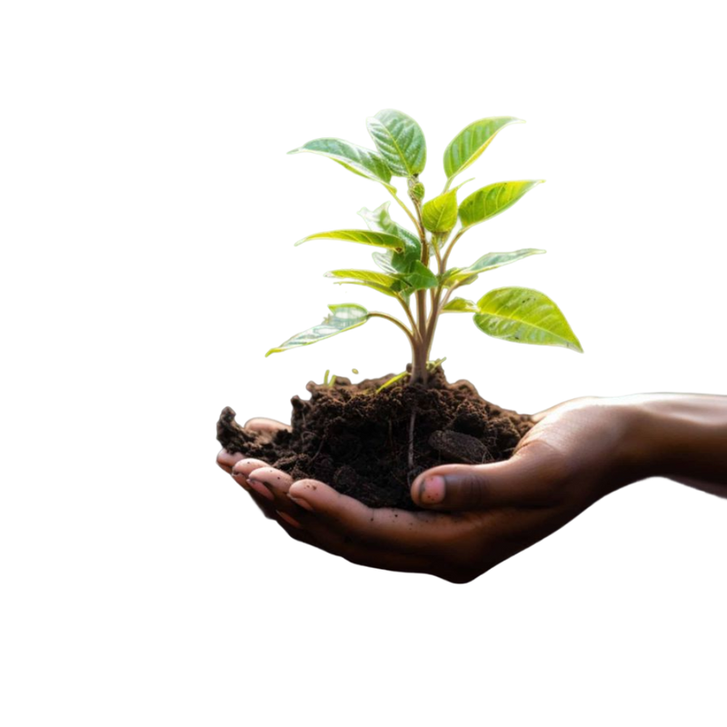Hand holding a small plant with soil on a white background.