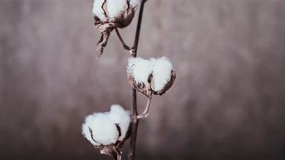 Softness & Strength