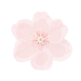 Pink flower with a yellow center on a white background