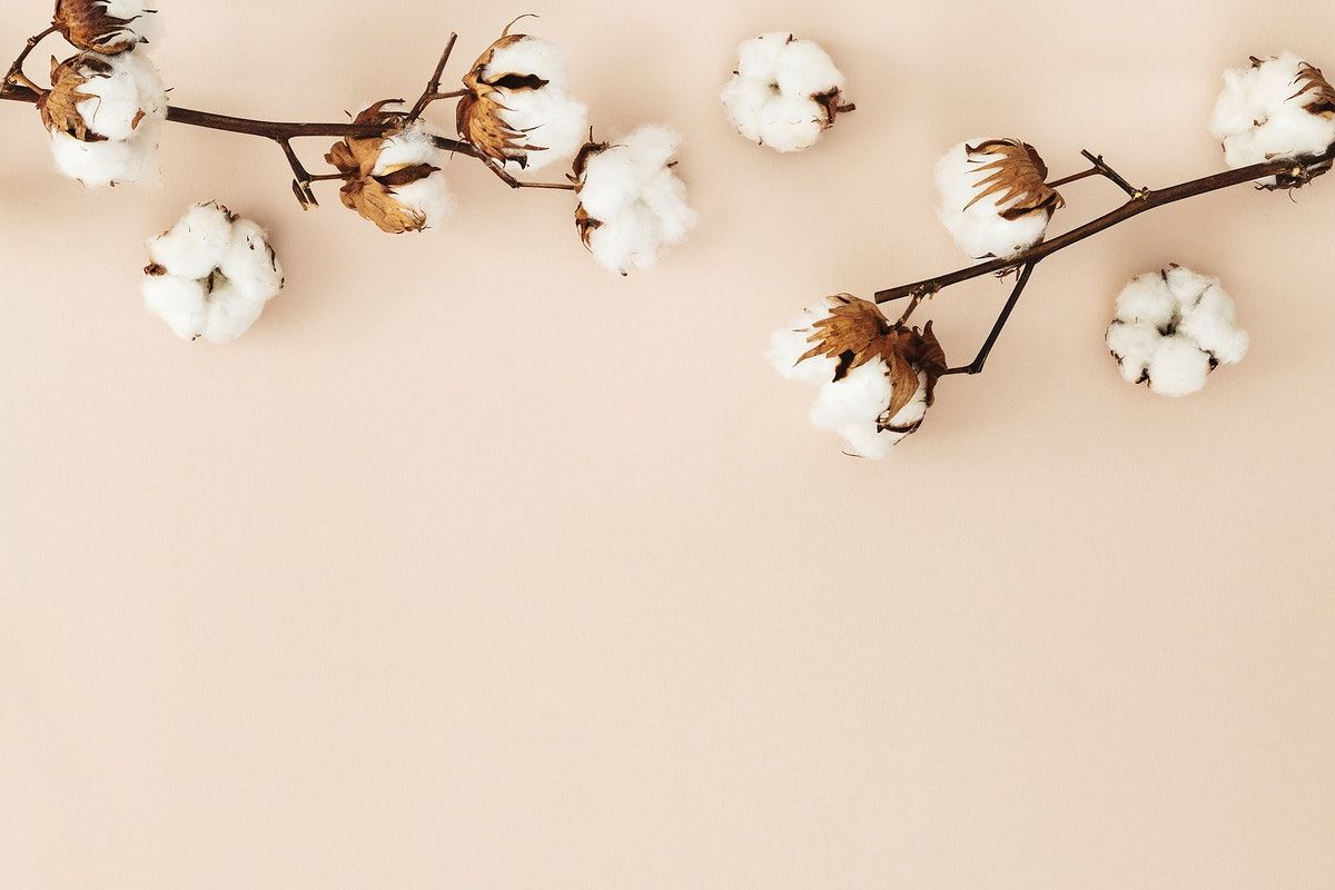 Cotton branch with white cotton flowers on a beige background